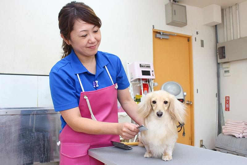 それぞれのワンちゃんに合ったトリミングを心がけています